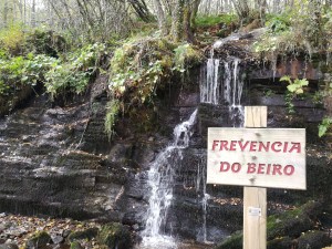 Fervenza , Bierzo , Hayedo